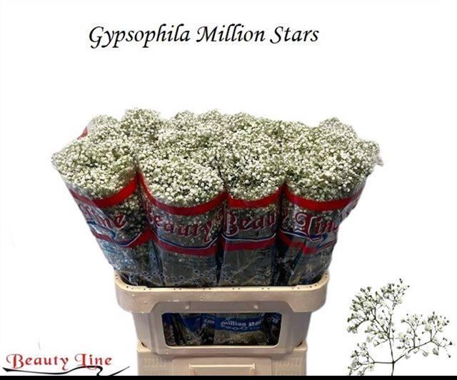<h4>GYPS PA MILLION STAR</h4>