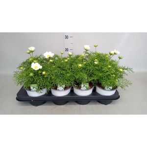 Cosmos bipinnatus 'Casanova White'