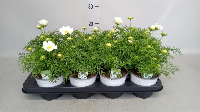 <h4>Cosmos bipinnatus 'Casanova White'</h4>
