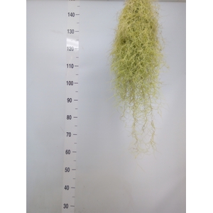 Tillandsia usneoides