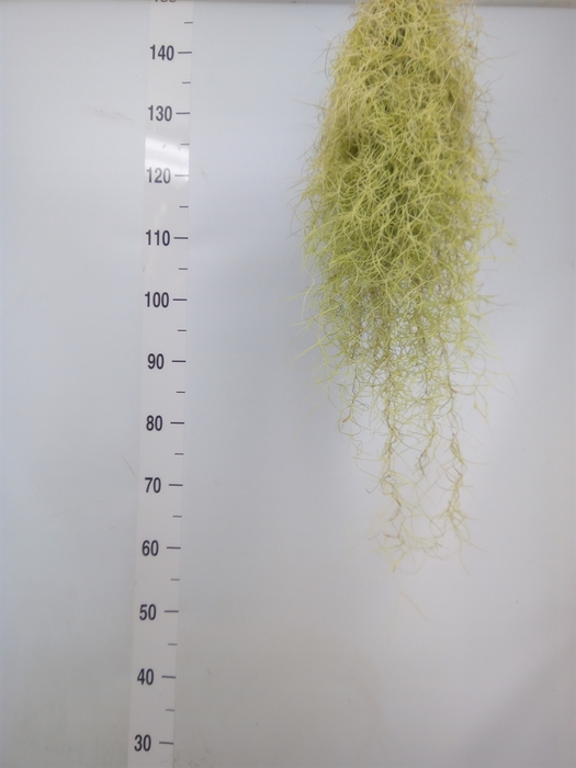 <h4>Tillandsia usneoides</h4>
