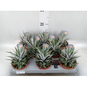 Haworthia fasciata 'Alba'