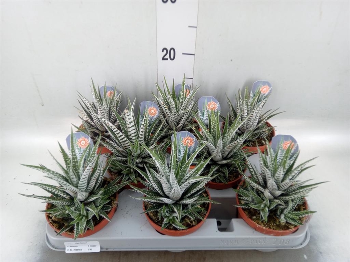 <h4>Haworthia fasciata 'Alba'</h4>