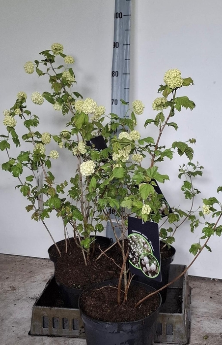 <h4>VIBU OP ROSEUM</h4>