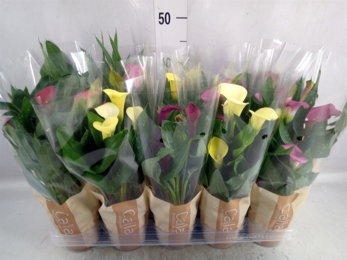 <h4>Zantedeschia   ...mix</h4>