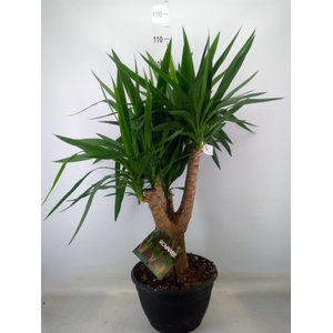 Yucca elephantipes   ...