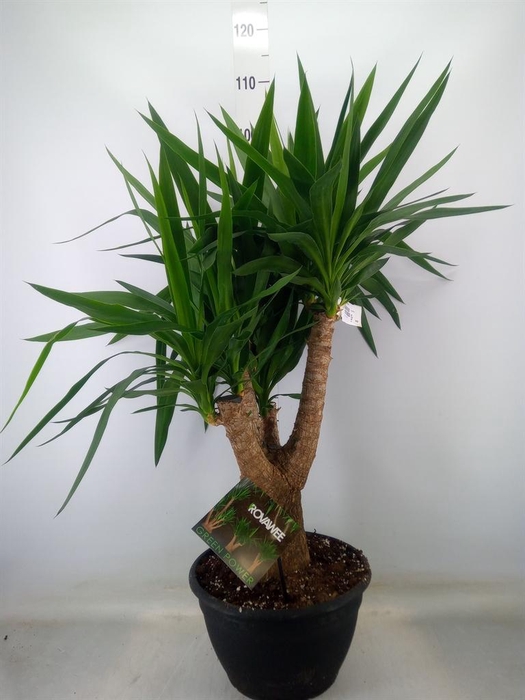 <h4>Yucca elephantipes   ...</h4>