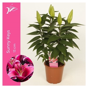 Lilium Sunny Keys 13 cm (or. lelie)