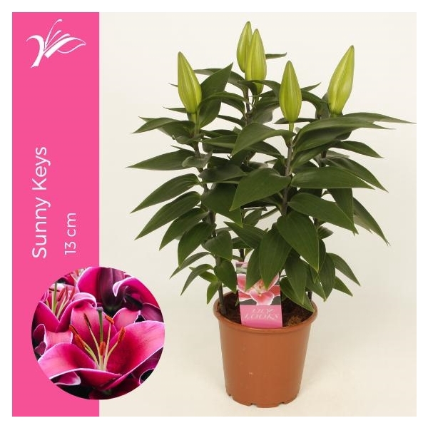 <h4>Lilium Sunny Keys 13 cm (or. lelie)</h4>