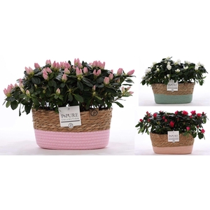 1st class Azalea mix (x2) in P&PURE Fieldbasket ass.3