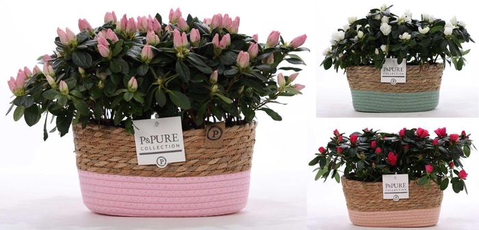 <h4>1st class Azalea mix (x2) in P&PURE Fieldbasket ass.3</h4>