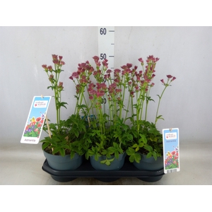 Astrantia major 'Roma'
