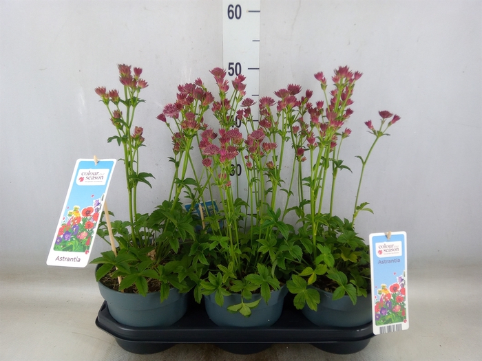 <h4>Astrantia major 'Roma'</h4>