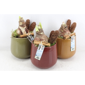 arr4 Amaryllis JS - Ker. pot tricolore
