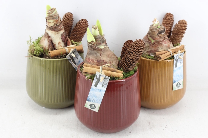 <h4>arr4 Amaryllis JS - Ker. pot tricolore</h4>