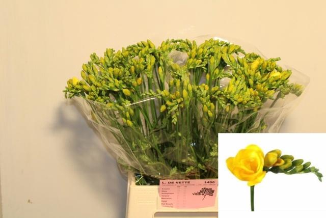 <h4>FR DU SOLEIL</h4>