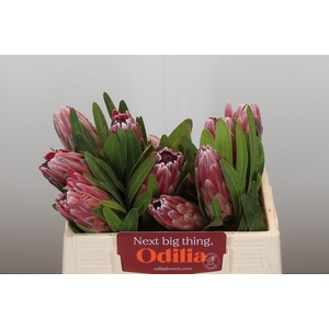 Protea Pink Ice