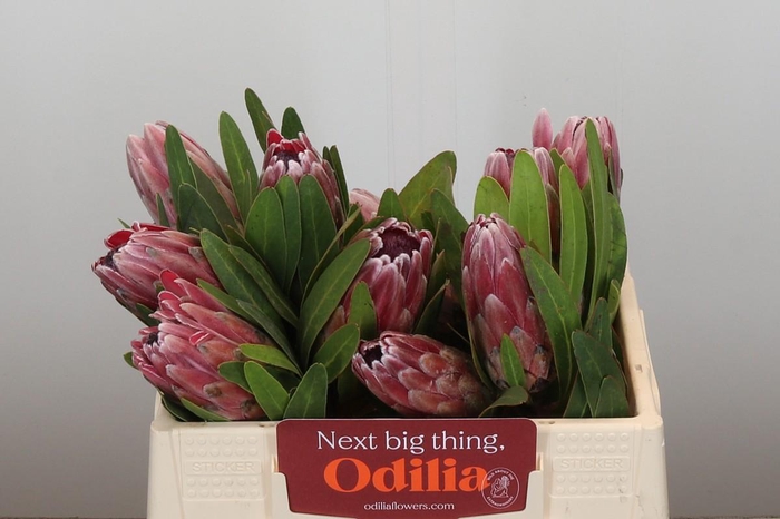 Protea Pink Ice