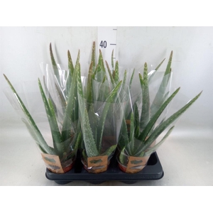 Aloe vera