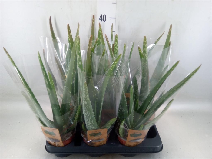 <h4>Aloe vera</h4>