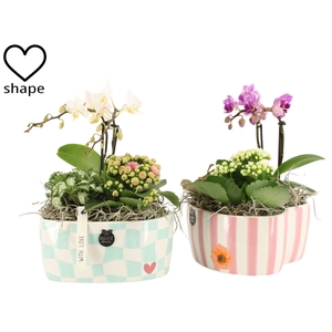 21861: Lovess arrangement