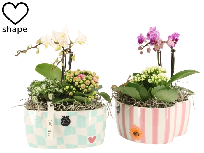 <h4>21861: Lovess arrangement</h4>