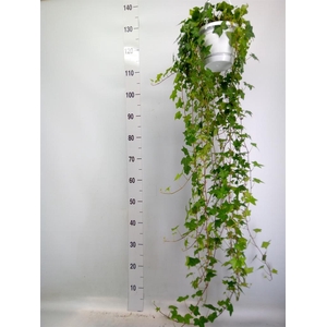 Hedera helix 'Pittsburgh'