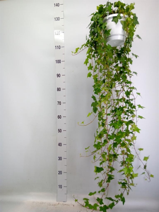 <h4>Hedera helix 'Pittsburgh'</h4>