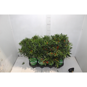 PIMENTA BAHIA P14 VARIADO