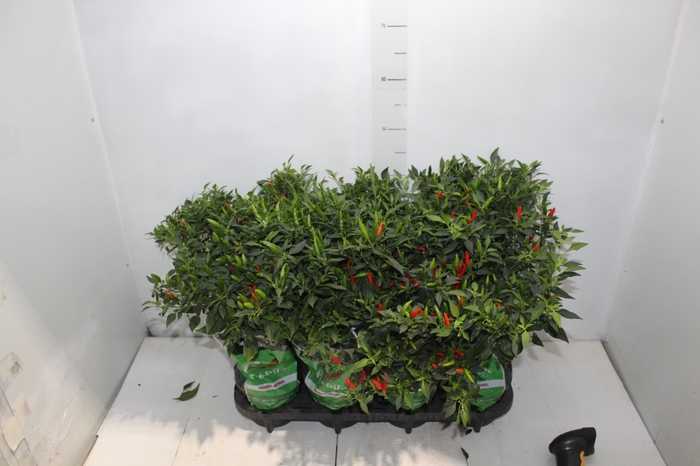 <h4>PIMENTA BAHIA P14 VARIADO</h4>