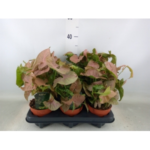 Syngonium podop.