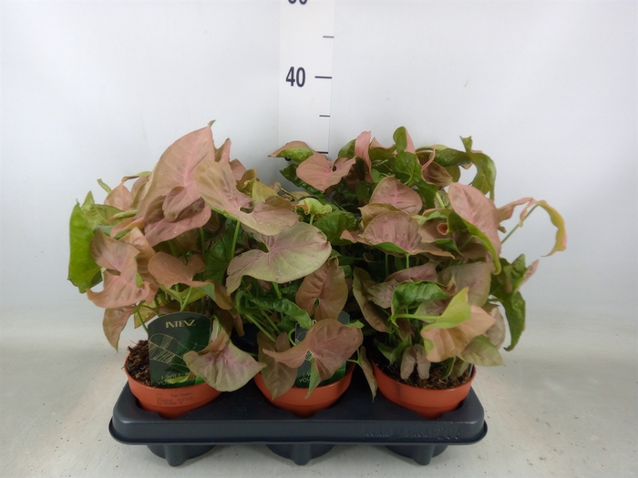 <h4>Syngonium podop.</h4>