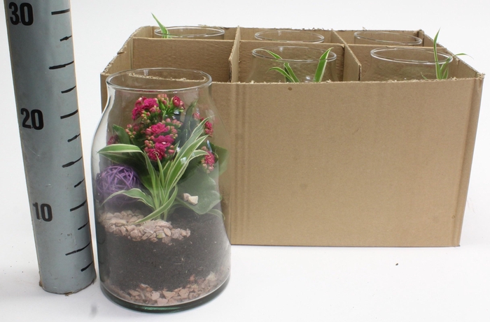 <h4>ARR PL IN SCHAAL</h4>