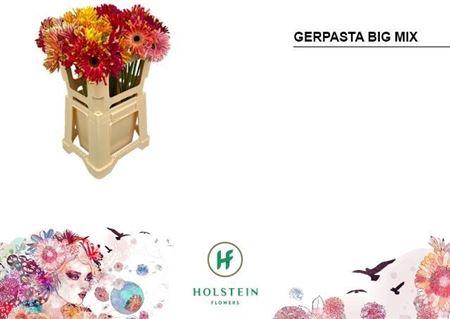 <h4>Ge Kv Pasta Gem</h4>