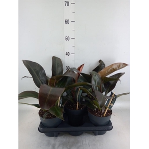 Philodendron  'Imperial Red'