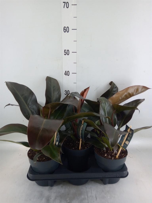 <h4>Philodendron  'Imperial Red'</h4>