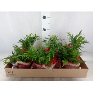 Arr.   Planten L%