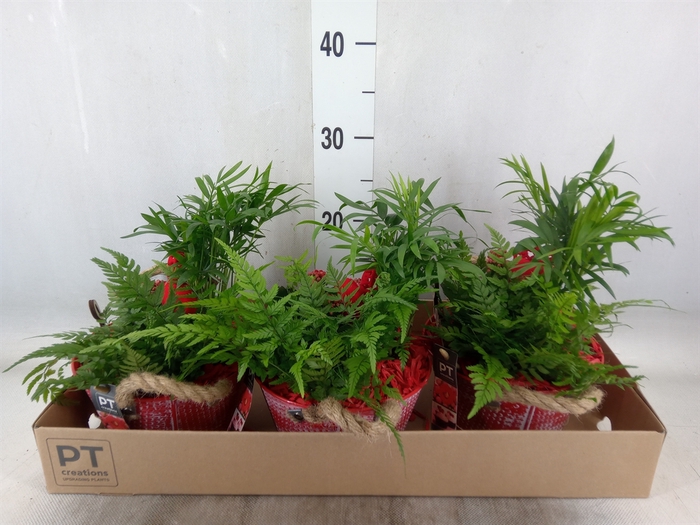 <h4>Arr.   Planten L%</h4>