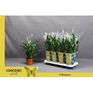 SPATH SWEET CURIOSA
