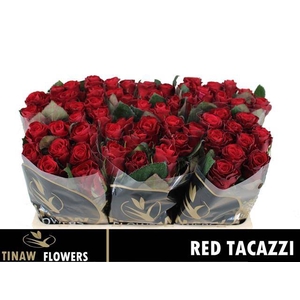 R Gr Red Tacazzi+