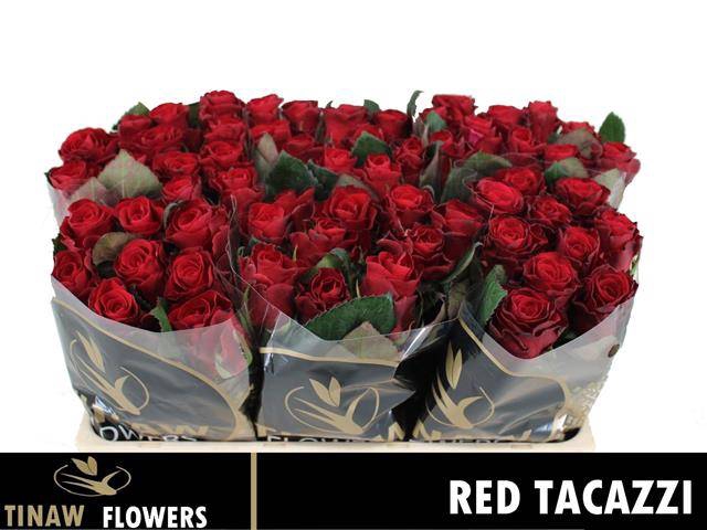 R Gr Red Tacazzi+