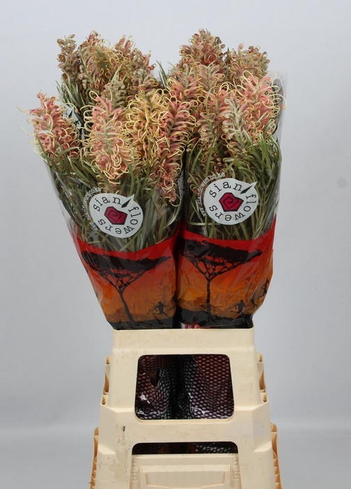 <h4>GREVILLEA  'HONEY GEM'</h4>