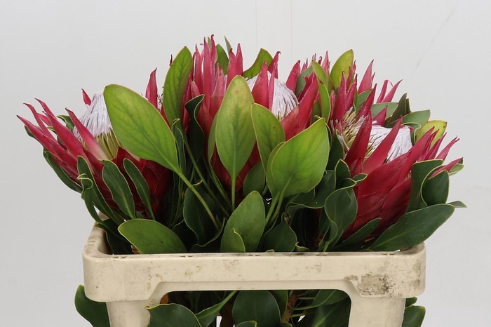 <h4>Protea Cynaroides Madiba</h4>
