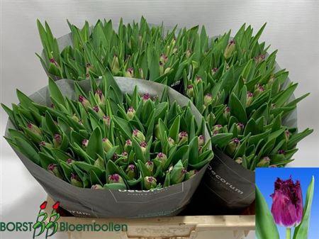 <h4>Tu Fr Purple Crystal</h4>