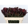 Leucadendron Saf Sunset Dark Red