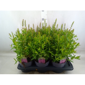 Lythrum  'Robin'