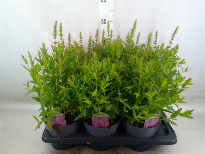 <h4>Lythrum  'Robin'</h4>