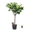 Ficus Lyrata FLOSP35170