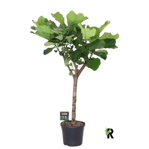 Ficus Lyrata
