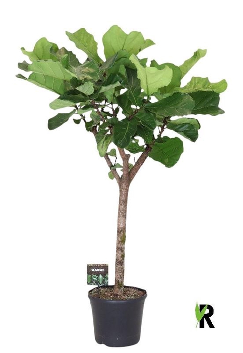 <h4>Ficus Lyrata</h4>